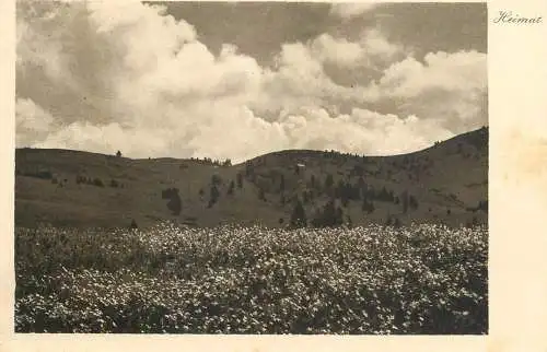 Switzerland postcard Heimat flower field