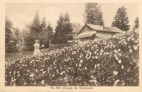 Switzerland postcard champ de naricsses