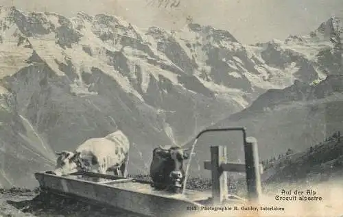 Switzerland postcard auf der Alp croquit alpestre cows