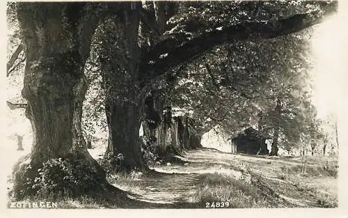 Switzerland postcard Zofingen forest