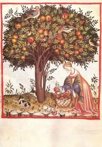 Fine arts painting gathering acid pomegranates Lombardy for Unicef
