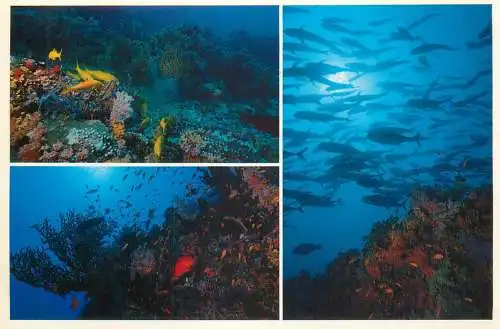 Maldives diver's paradise