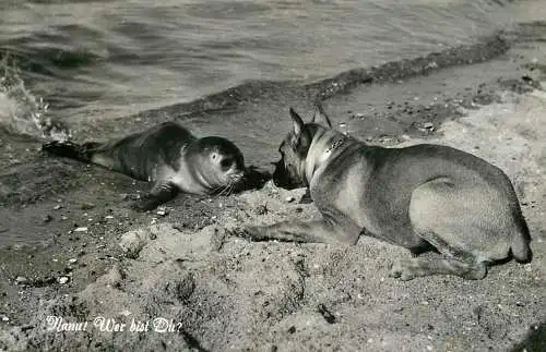Germany Nordseeheilbad Borkum animal types and scenes seal & dog on the beach