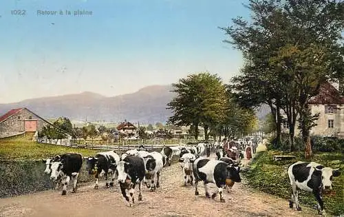 Animal postcard Switzerland cows retour a la plaine