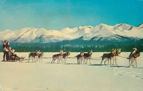USA Alaska husky dog team