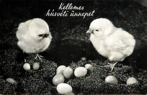 Easter greetings chicken & eggs