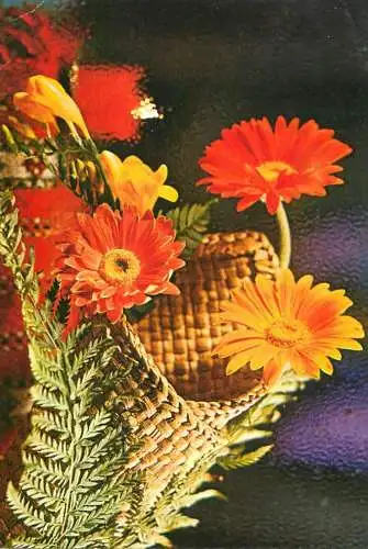Carnations colourful floral bouquet Clara Spitzer photo
