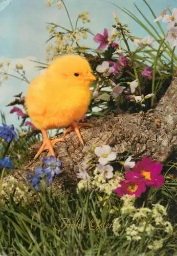 Happy Easter chicken & blossom flowers