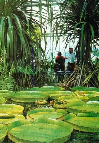 Romania Cluj-Napoca vedere din sera Gradinii botanice