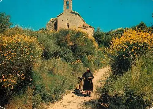 France Saint Ambroix Chapelle et Bergere dans les genets en fleurs