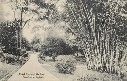 Ceylon Peradeniya Royal Botanical Garden
