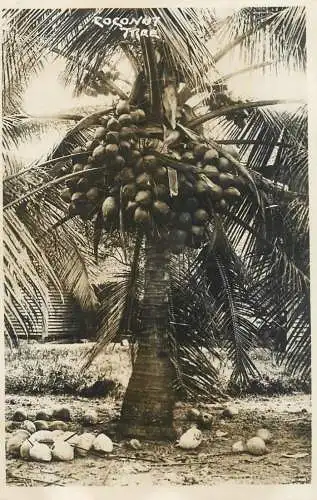 Coconut tree photo postcard