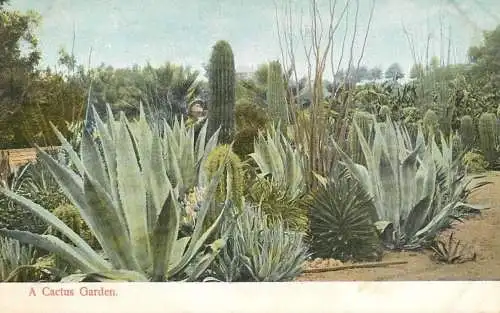 A cactus Garden old postcard