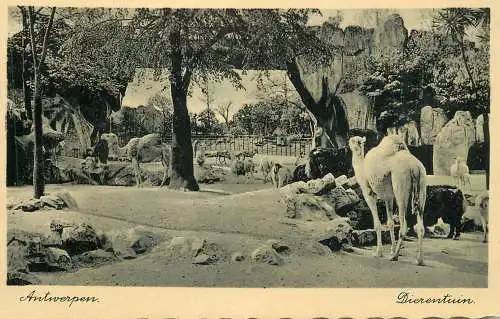 Belgium Antwerp le jardin zoologique  camels