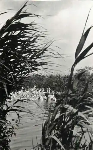 Romania colonie de pelicani in Delta Dunarii 1960