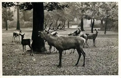 Germany Muenchen Tierpark Hellabrunn Rothirsche 1965