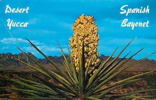 United States Texas > El Paso desert Yucca Spanish bayonet 1965