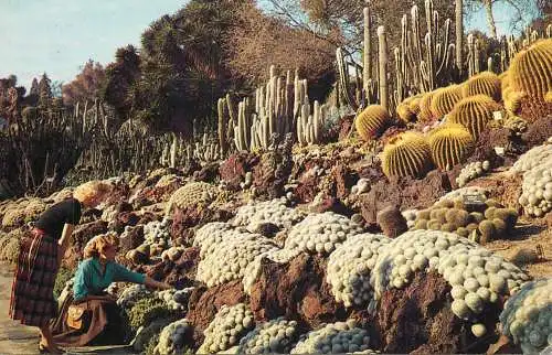 United States > CA - California San Marino cactus and desert plant gardens Huntington library and art gallery