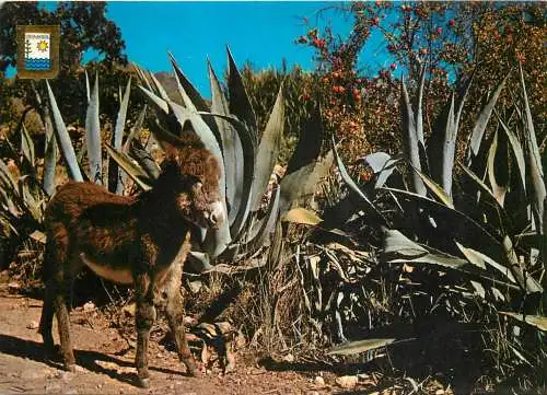 Spain Costa del Sol donkey countryside area place to identify
