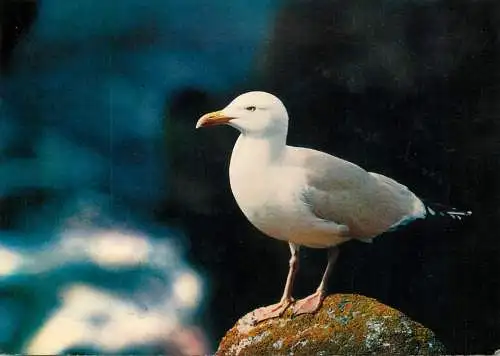Oiseaux des Cotes de France Goeland Argente