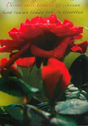 flower detail aspect