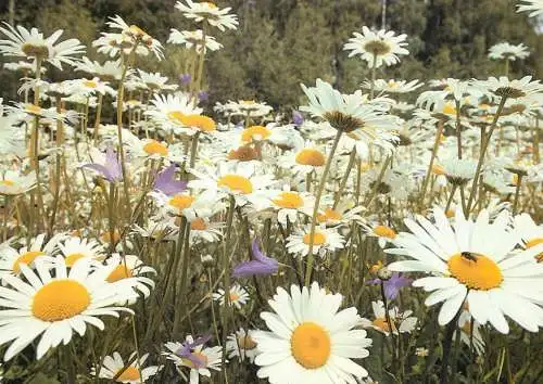 Leucanthemum vulgare daisies flower field detail aspect