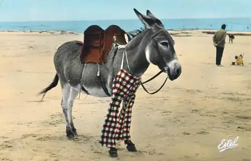 France ile de Re donkey ane en cullote