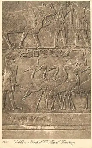 Postcard Egypt Sakhara tomb of Ti Mural Paintingo