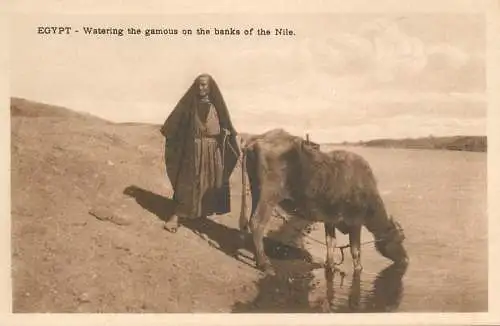 Postcard Egypt ethnic native and oxen watering