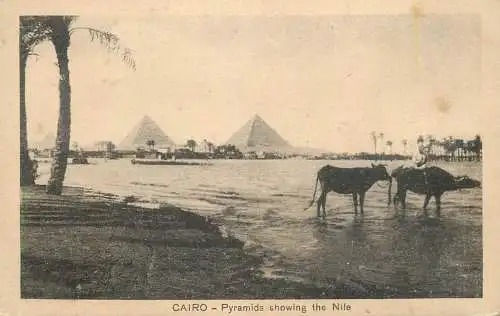 Postcard Egypt Cairo the Pyramids of Guizeh and the Nile