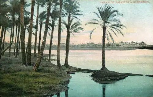 Postcard Egypt champs de palmiers a Bedrechin