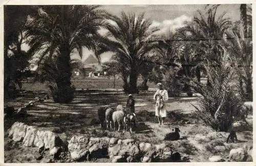 Postcard Egypt Cairo palmtree grove near the pyramids of Giza