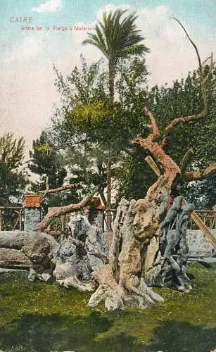 Egypt Cairo arbre de la vierge a Matarieh