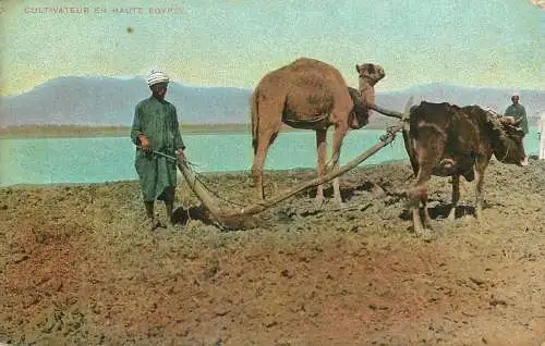 Egypt agricultural scene cultivateur en haute Egypte