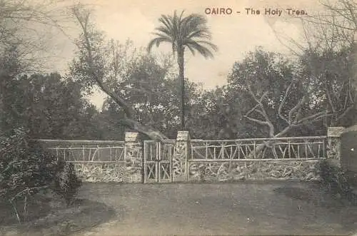 Egypt Cairo the Holy tree