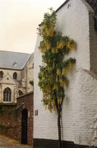 Netherlands Limburg Thorn Kodak photo Clematis Kloosterbern Thorn cathedral