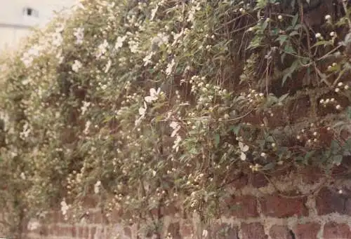 Netherlands Limburg Thorn Kodak photo Clematis Kloosterbern Thorn