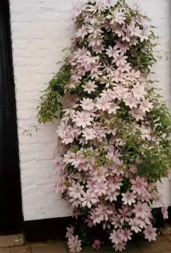 Netherlands Limburg Thorn Kodak photo wall and flowers