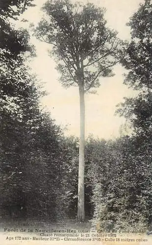 France Foret de la Neuville en Hez Oise
