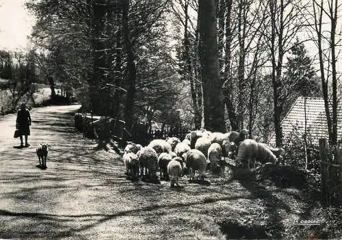 France postcard Correze les Moutons La Pleau