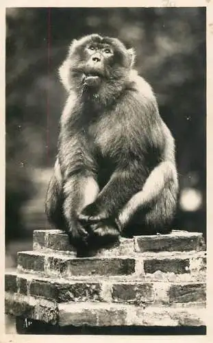 Tango monkey ape Blida