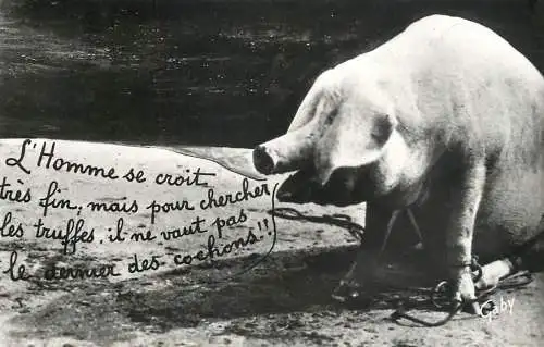 Cochon carte foto