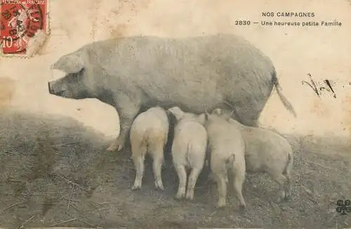Cochons nos campagnes