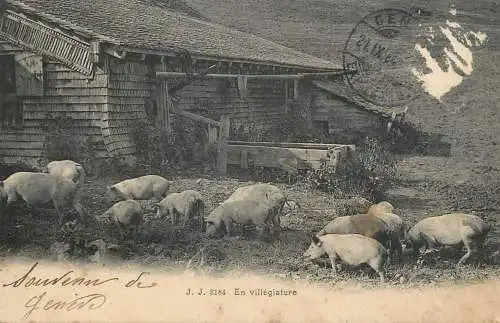 Cochons en villegiature