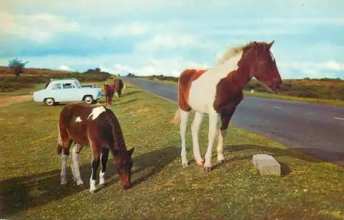 England Dartmoor ponies