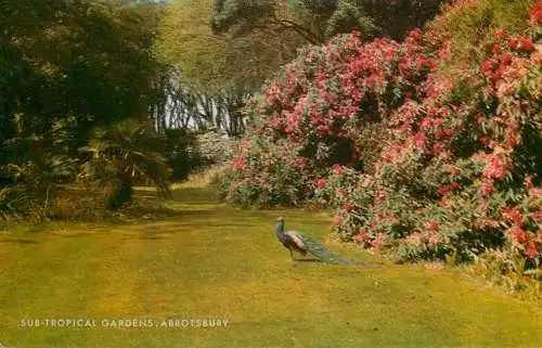 England Abbotsbury Sub-tropical gardens