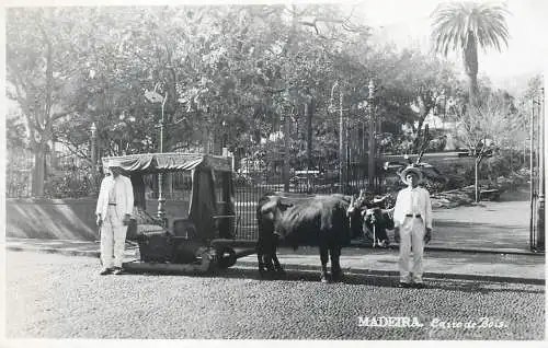 Portugal Madeira ox cart types and scenes