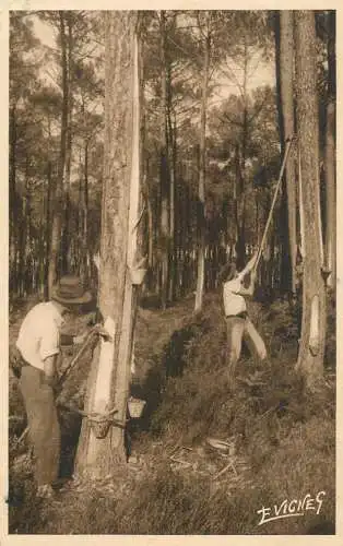 France postcard Paysage Landais Septembre Dernieres entailles le Gemmeur