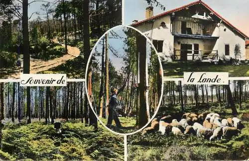France postcard France La Lande le chemin dans la Foret