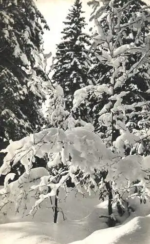 France postcard France Haut Jura en hiver la foret enneigee